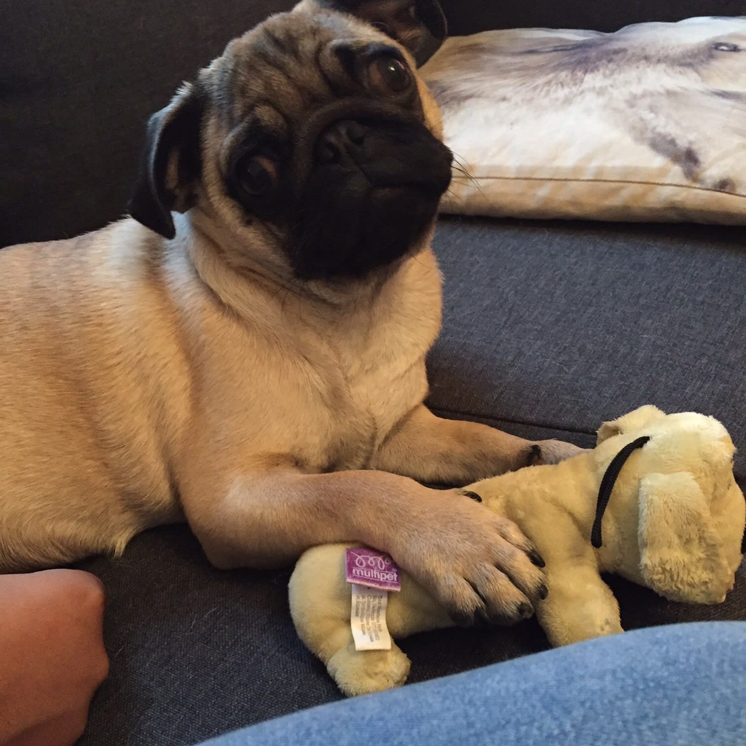 211421576_323997252781854_8695599558103517931_n Pug