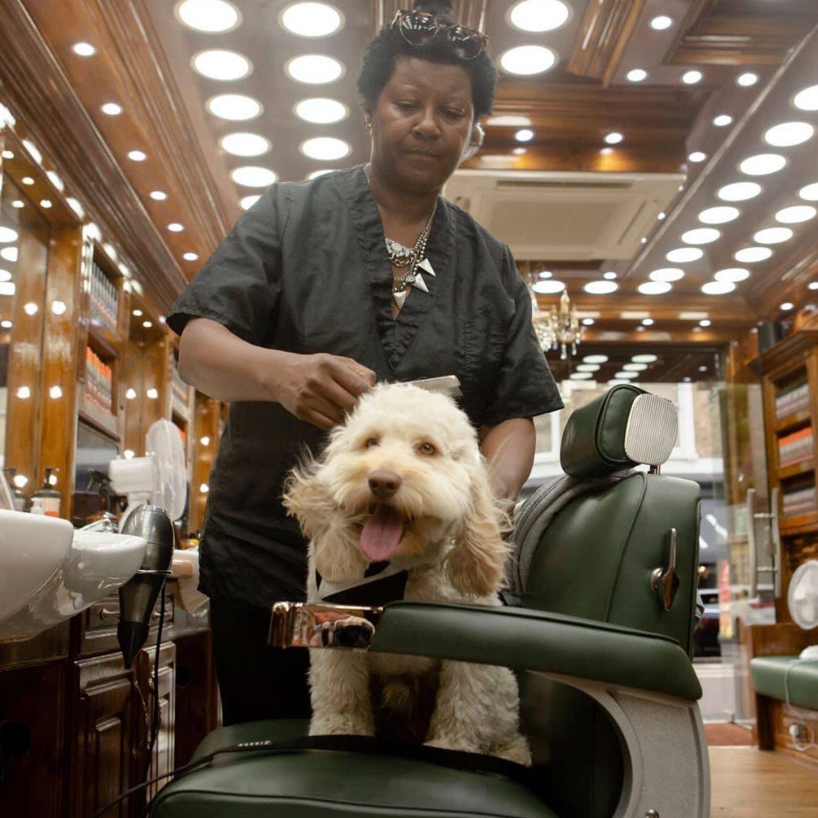 242201245_370517601463152_7461833712921131933_n Dog grooming